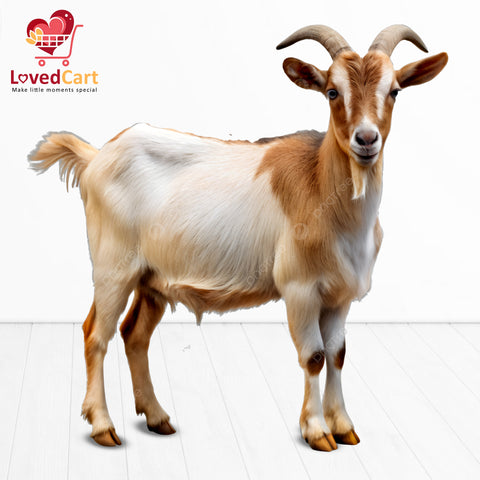 Aqiqah for Boy(2 Goats )