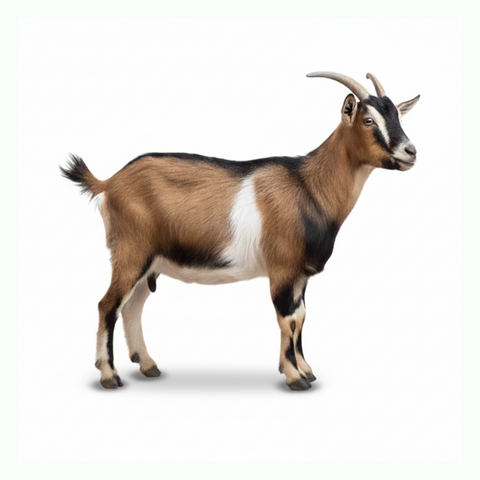 Goat for Sadqah