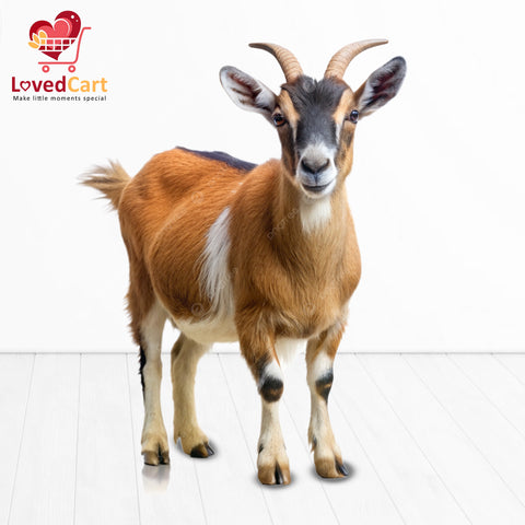Goat for Qurbani