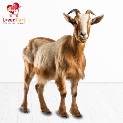 Goat for Gift